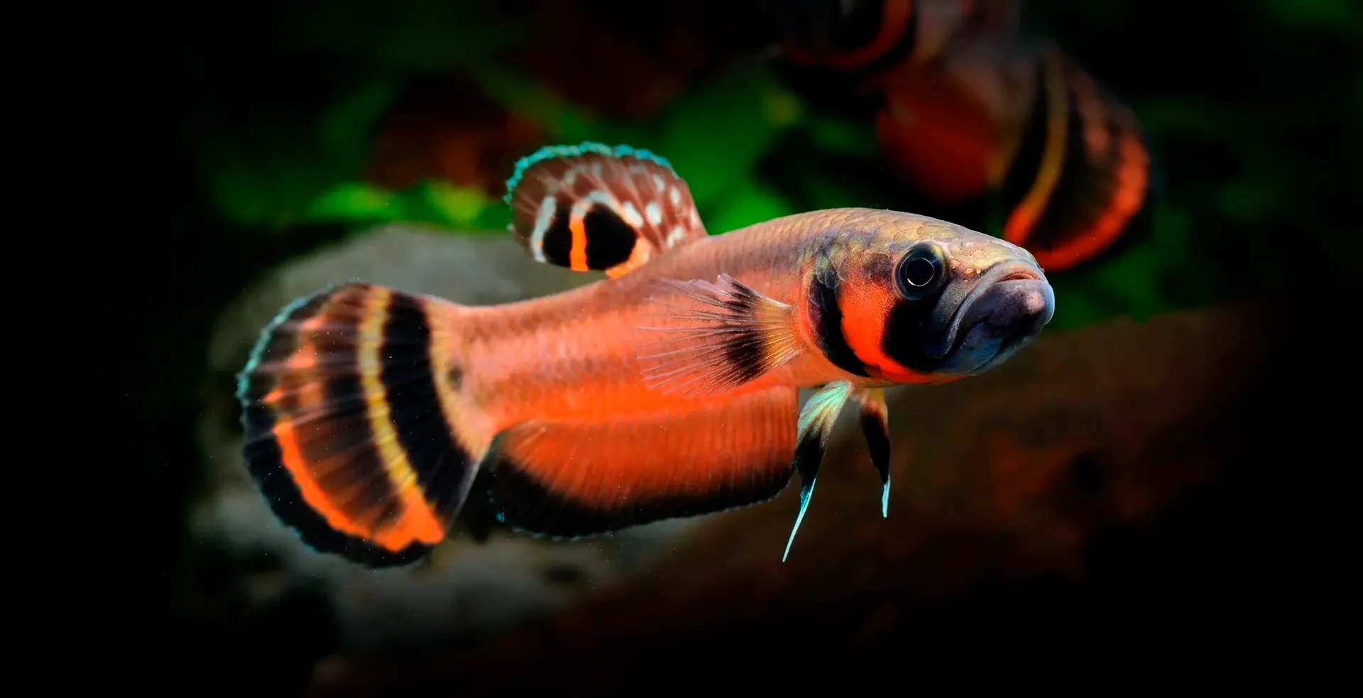Imagem de fundo de Betta Pavão - Poytara